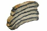 Mammoth Molar Slice With Case - South Carolina #106511-2